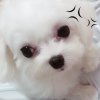 盛爽拓維