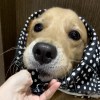 陳萲