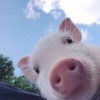 atiredbanana