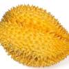 autudoo