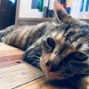 织田信长