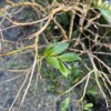 草草不潮