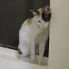 ayai