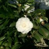 Agatha