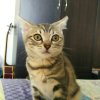小雞