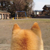 柏維
