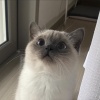 三點水