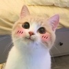 臭貓