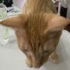 一隻貝貝