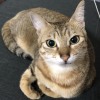 Hugo