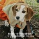 脸脸