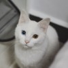 F. T. 一颗来自水星的蛋