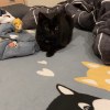 blackjimmy
