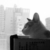 bluecat31