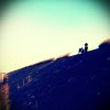bluekite