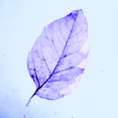 在某些時刻-(blue leafer) 樂團