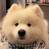温柔养猫人xx