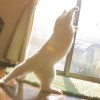 拘