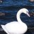 crimson_band_466