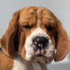 种田犁沙