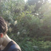tingting