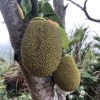 草莓优格