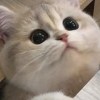 奎諺