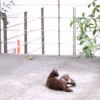 鯰魚