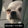 Siao__po