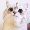 Katie Meow