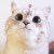 Katie Meow
