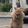 柴一毛