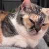 Fi