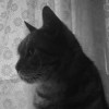 Charlie