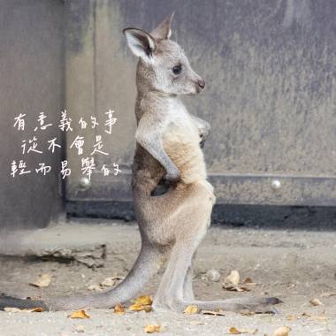 自己的輪廓
