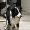 oli
