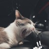 程四猫