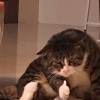 阿戆小天使
