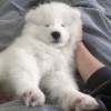 DoggyC