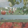 cherryjokul