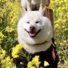 爛草莓