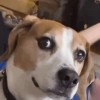 chester0148