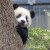 cheung_