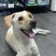 胖可胖可皮