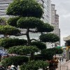 阿哲