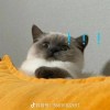Yii