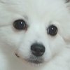 chinagodie