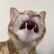 ᴹᵉʳⁱᶜᵃ