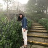 chou_ying