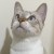 Chris_Wei712
